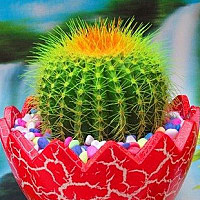 重慶植物租賃-哪些植物有益健康？