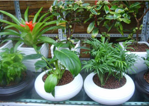 植物花卉的常見(jiàn)病蟲(chóng)害