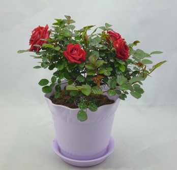 室內(nèi)忌養(yǎng)的花卉有哪些？你懂嗎？