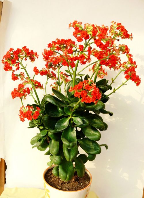 重慶植物租賃長(zhǎng)壽花養(yǎng)殖技巧