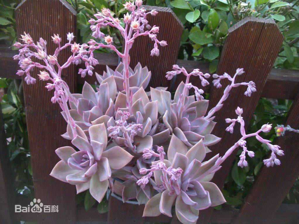 多肉植物初戀，你真的會(huì)養(yǎng)嗎？