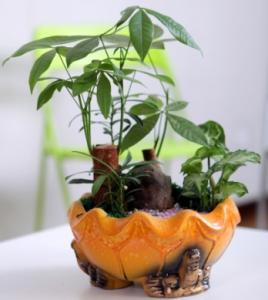 好險！重慶植物差點毀于一旦