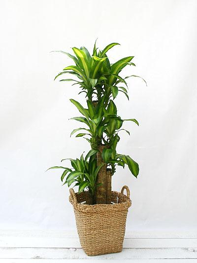 藍(lán)怡園林--重慶植物租賃巴西木推薦