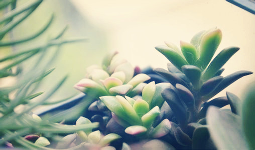植物醫(yī)生，植物所需元素作用大全