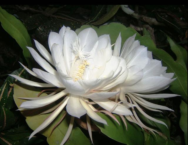 重慶植物租賃淺談花卉租擺經(jīng)營門道