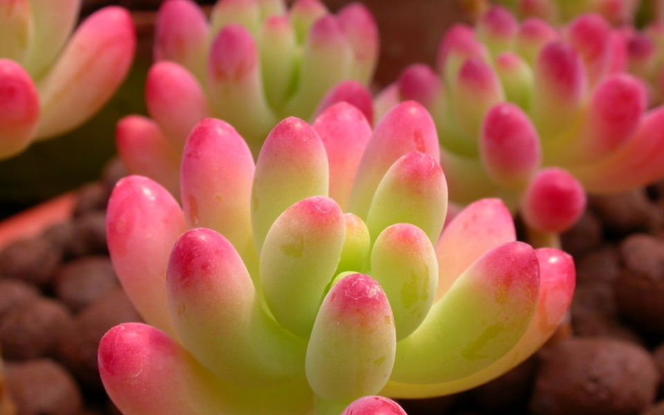 重慶植物出租綠色植物環(huán)保價(jià)值簡(jiǎn)析