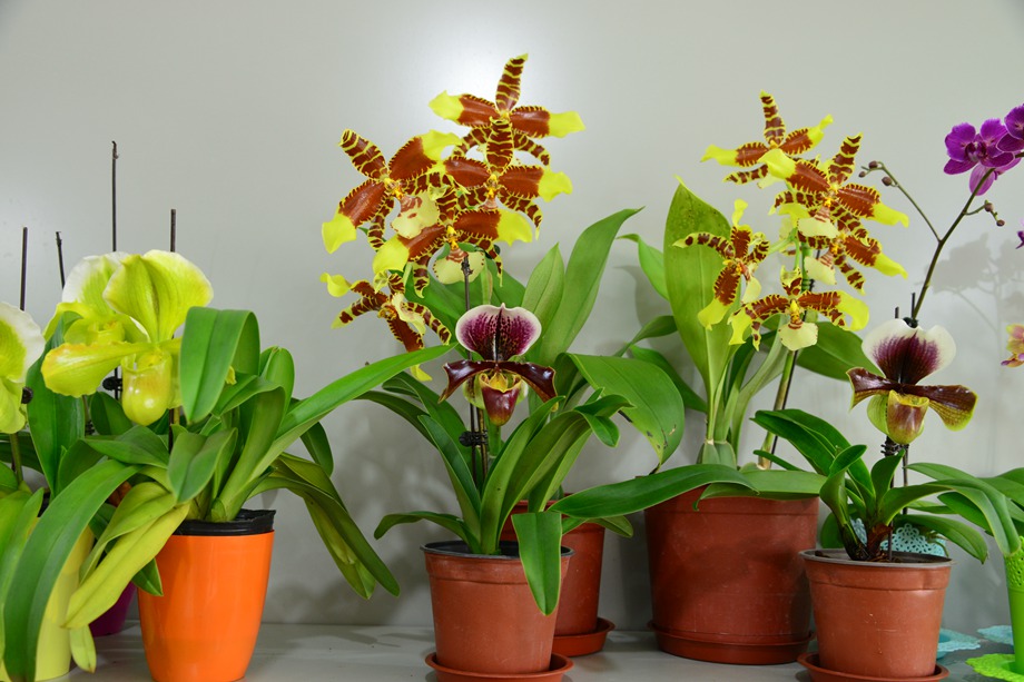 花卉植物冬季養(yǎng)護(hù)經(jīng)驗(yàn)，老司機(jī)開車了