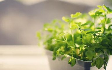 為什么別人養(yǎng)的植物那么綠？