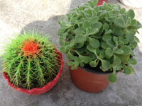 孕婦適合養(yǎng)什么植物？