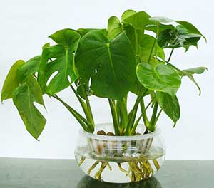 水培植物常見(jiàn)問(wèn)題及解決方法