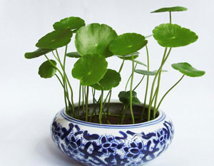 這幾種花，沒養(yǎng)過植物的人都能養(yǎng)活！