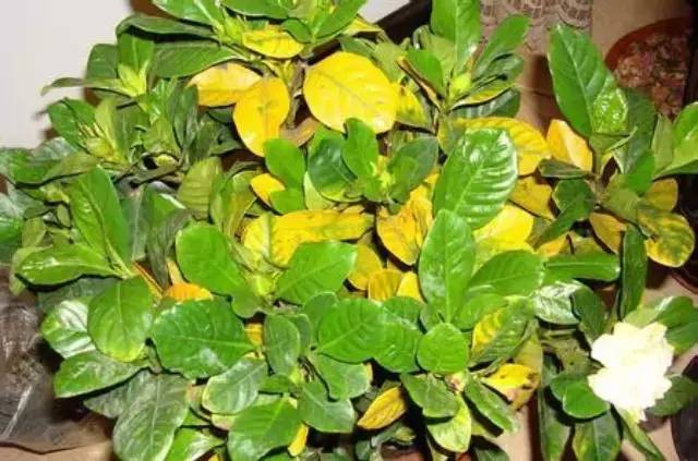藍(lán)怡園林--常見(jiàn)植物葉子發(fā)黃原因解析
