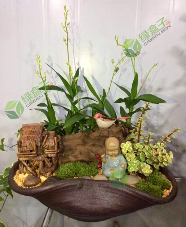 藍(lán)怡園林--水培植物該怎樣過(guò)冬？