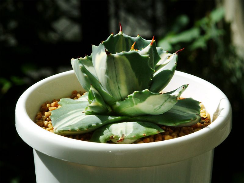 植物租賃公司分析多肉植物市場(chǎng)發(fā)展趨勢(shì)