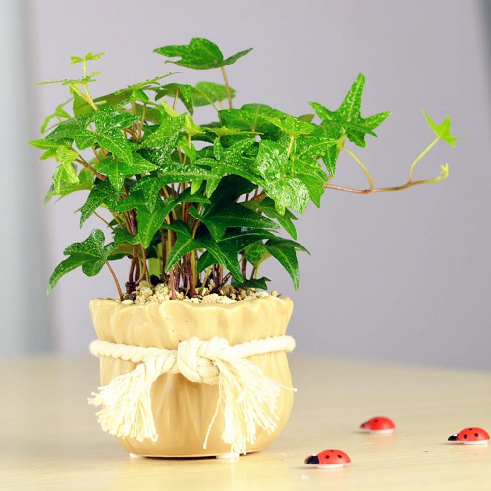 冬季，室內(nèi)綠植如何培養(yǎng)？