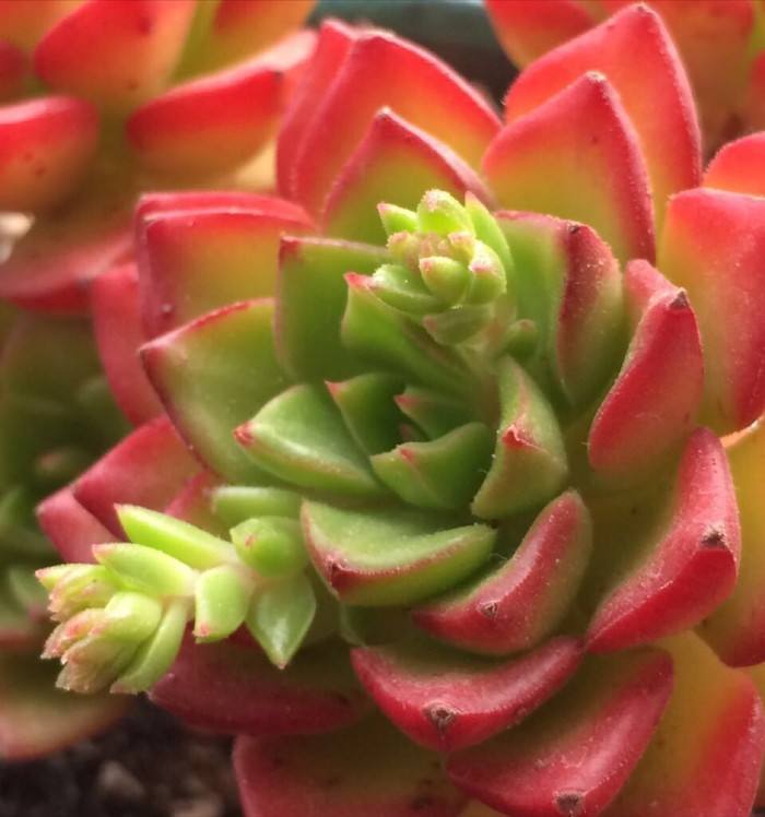 重慶植物租賃多肉植物葉片變軟如何解決？