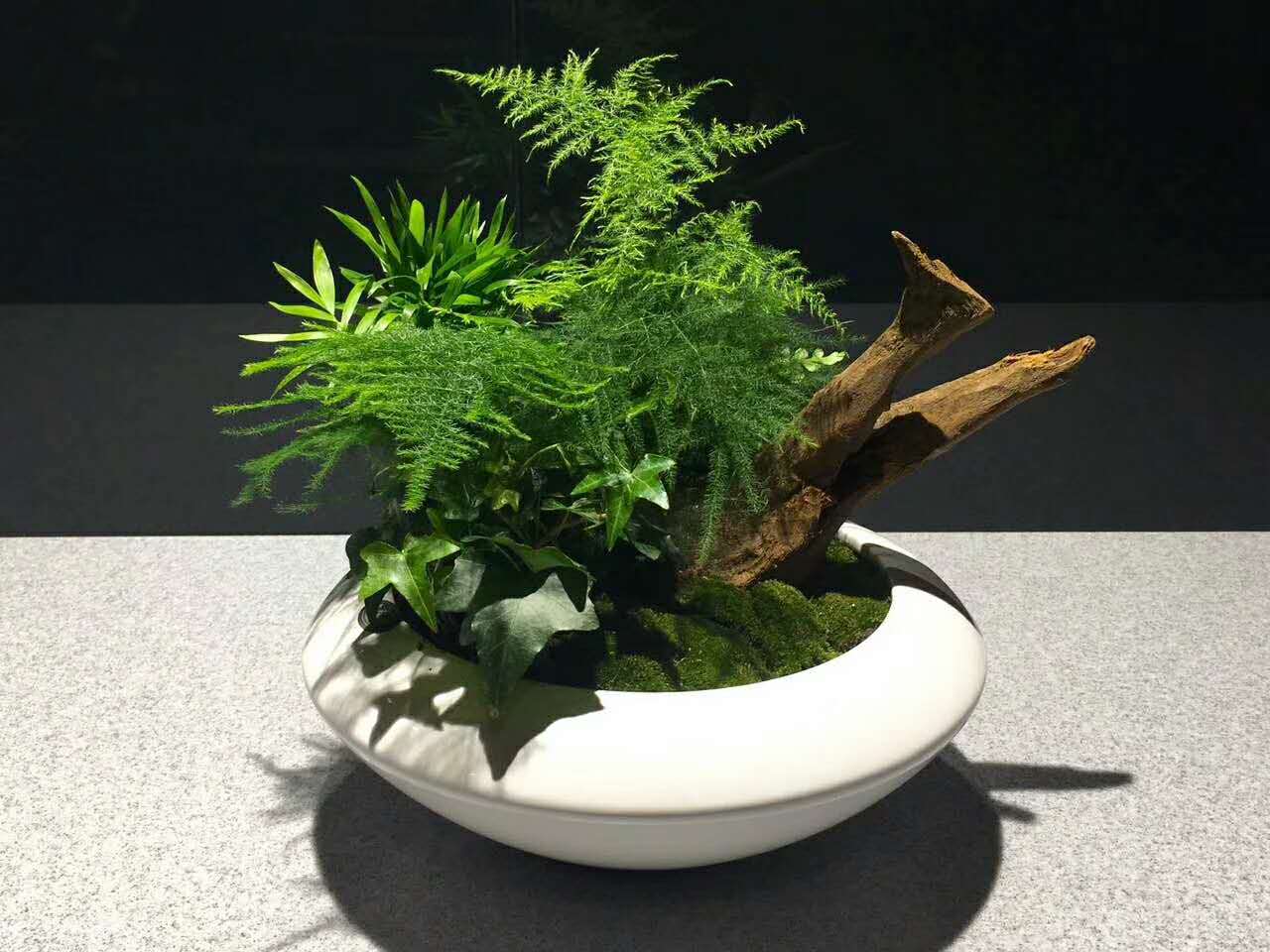 為什么要選擇租賃植物而不選擇直接購買？