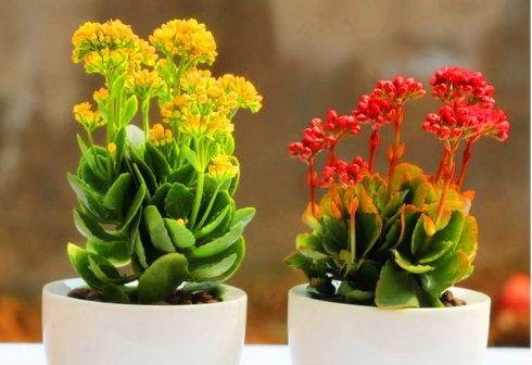 針對(duì)灰塵與細(xì)菌污染的植物方案