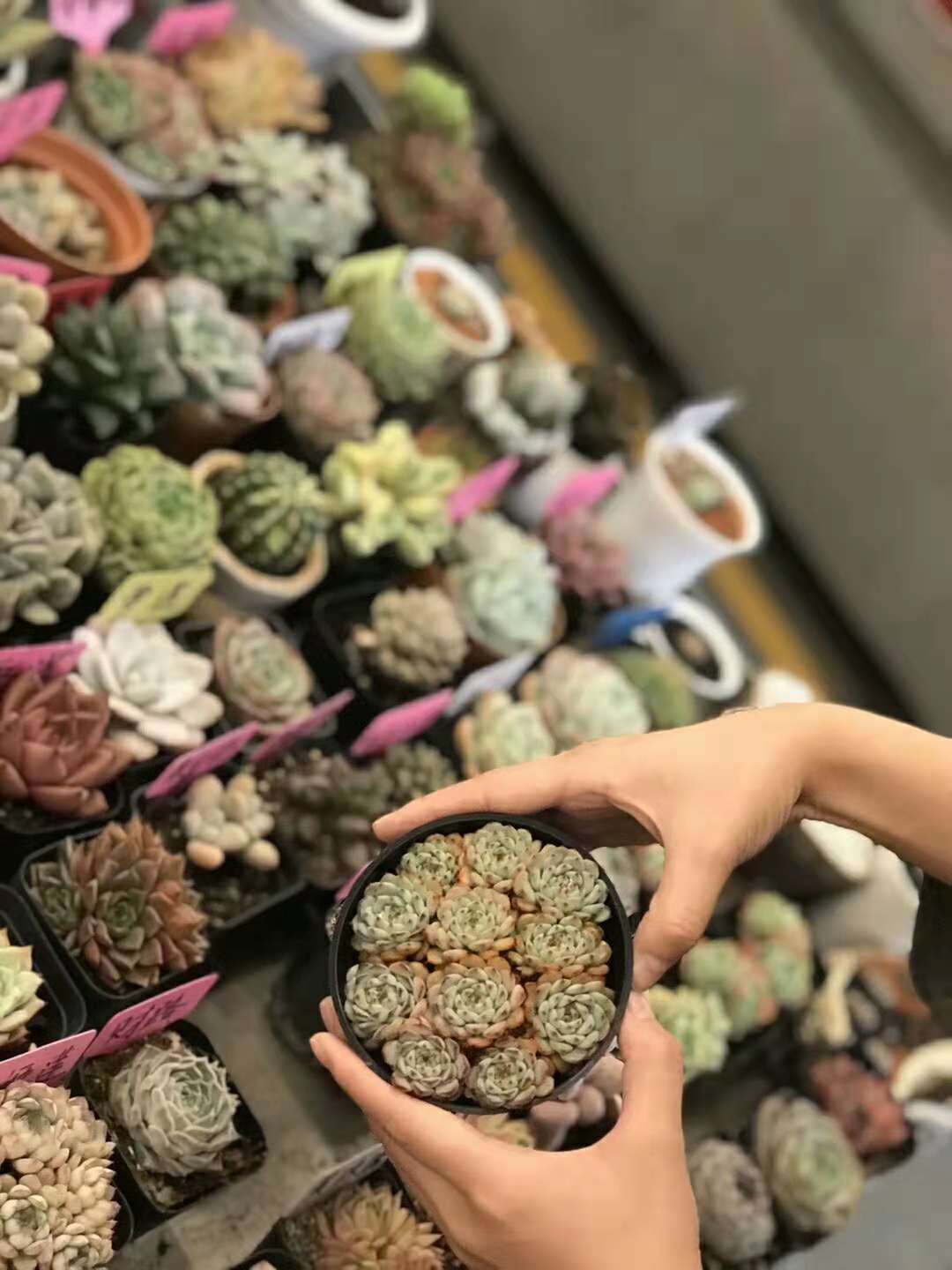 花卉租擺哪家好？