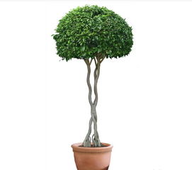 冬季怎么養(yǎng)護(hù)花卉？