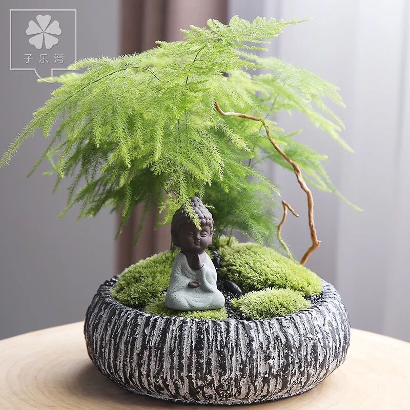 為什么植物容易死亡，具體有哪些原因？