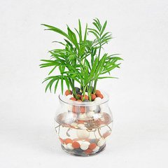 辦公室植物租擺選擇有講究，植物的正確擺放你知道嗎