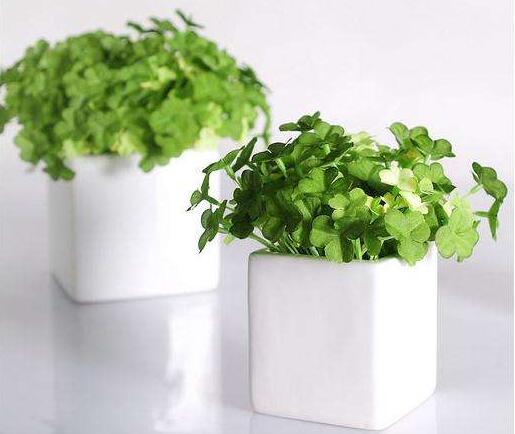 植物租擺有哪些誤區(qū)