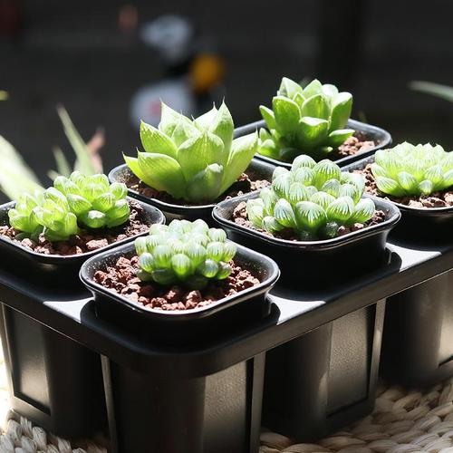 植物葉子原來有這么多玩法！