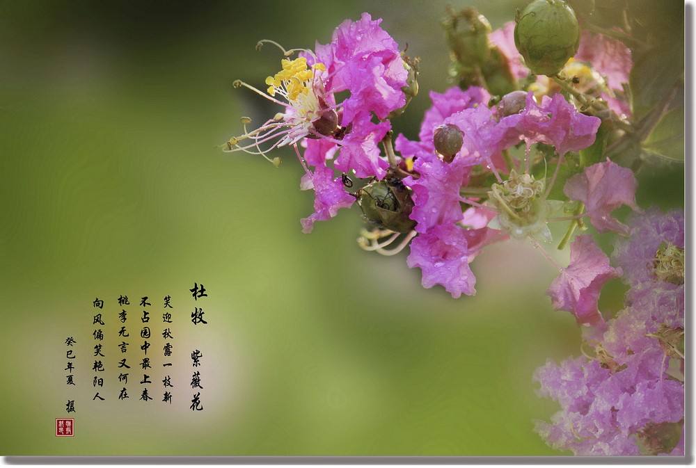 識花丨秋風(fēng)漸起，紫薇未央