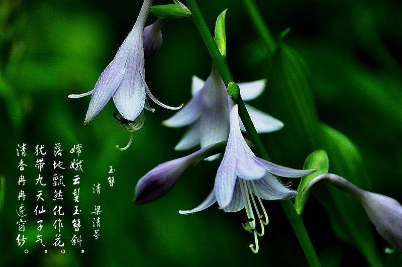這幾種好養(yǎng)有耐陰的植物，朋友看了都想搬回家~