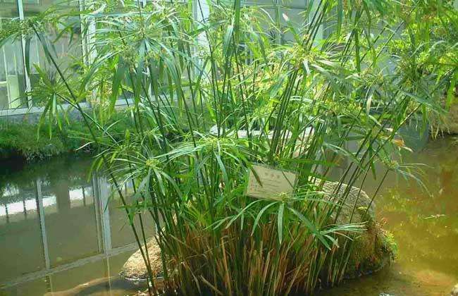 綠植葉片養(yǎng)護(hù)的四個要點(diǎn)