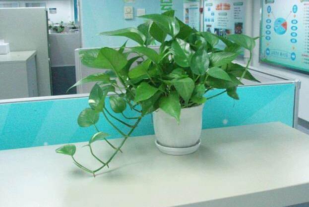 植物租賃放置的要點(diǎn)講解
