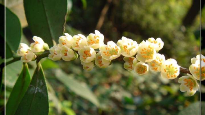 養(yǎng)花人一定要知道的植物養(yǎng)護常識