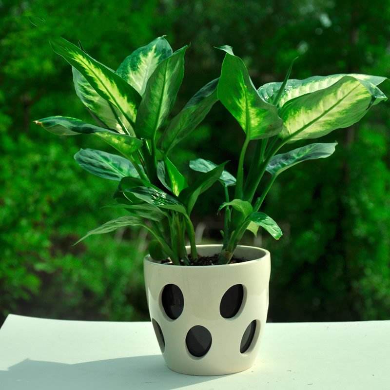 20種室內(nèi)植物養(yǎng)護秘籍大放送！