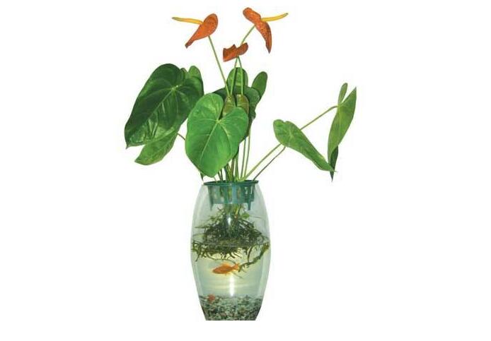 花市哪些植物更受歡迎？