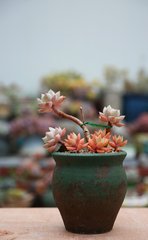 重慶花卉常見病如何防治？