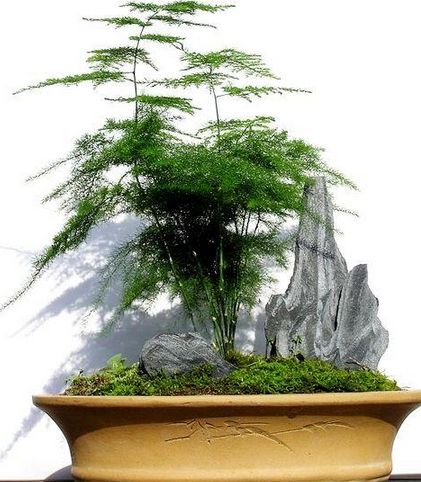 適合家庭栽種的植物要具備那些特性？