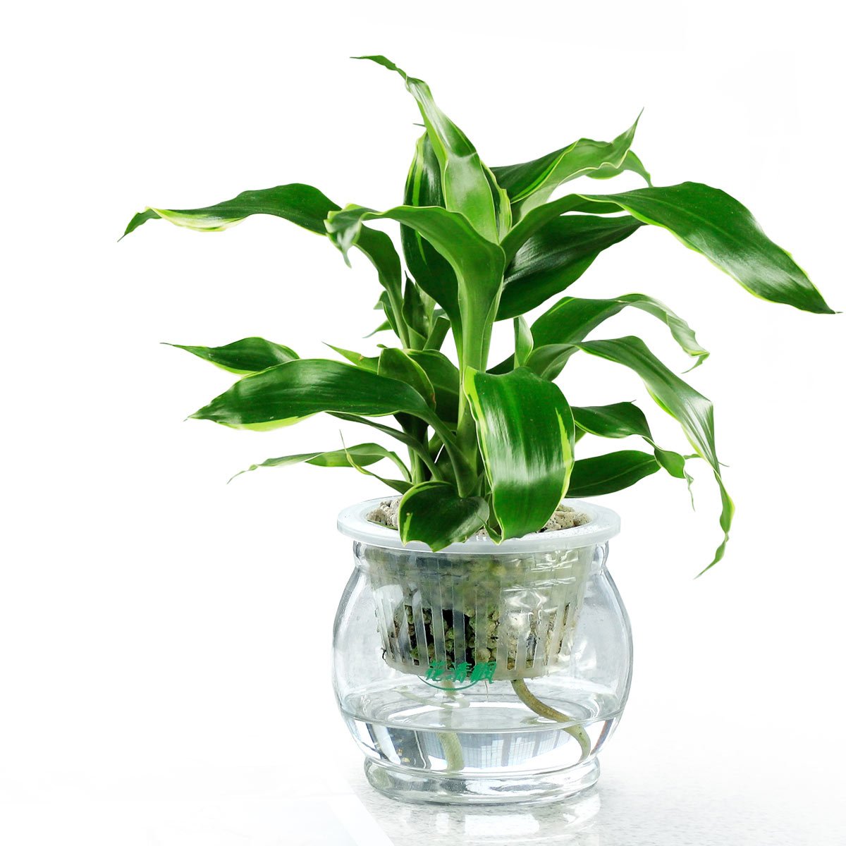 水培植物的養(yǎng)護(hù)方法有哪些？