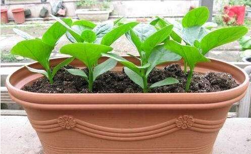 重慶植物租賃公司為您講解陽(yáng)臺(tái)盆栽養(yǎng)護(hù)需要注意什么？
