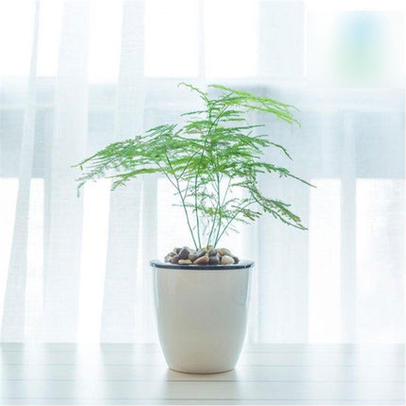 如何選擇植物租擺公司？