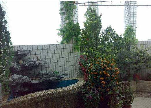 室內養(yǎng)植物對光線的要求是怎樣的？