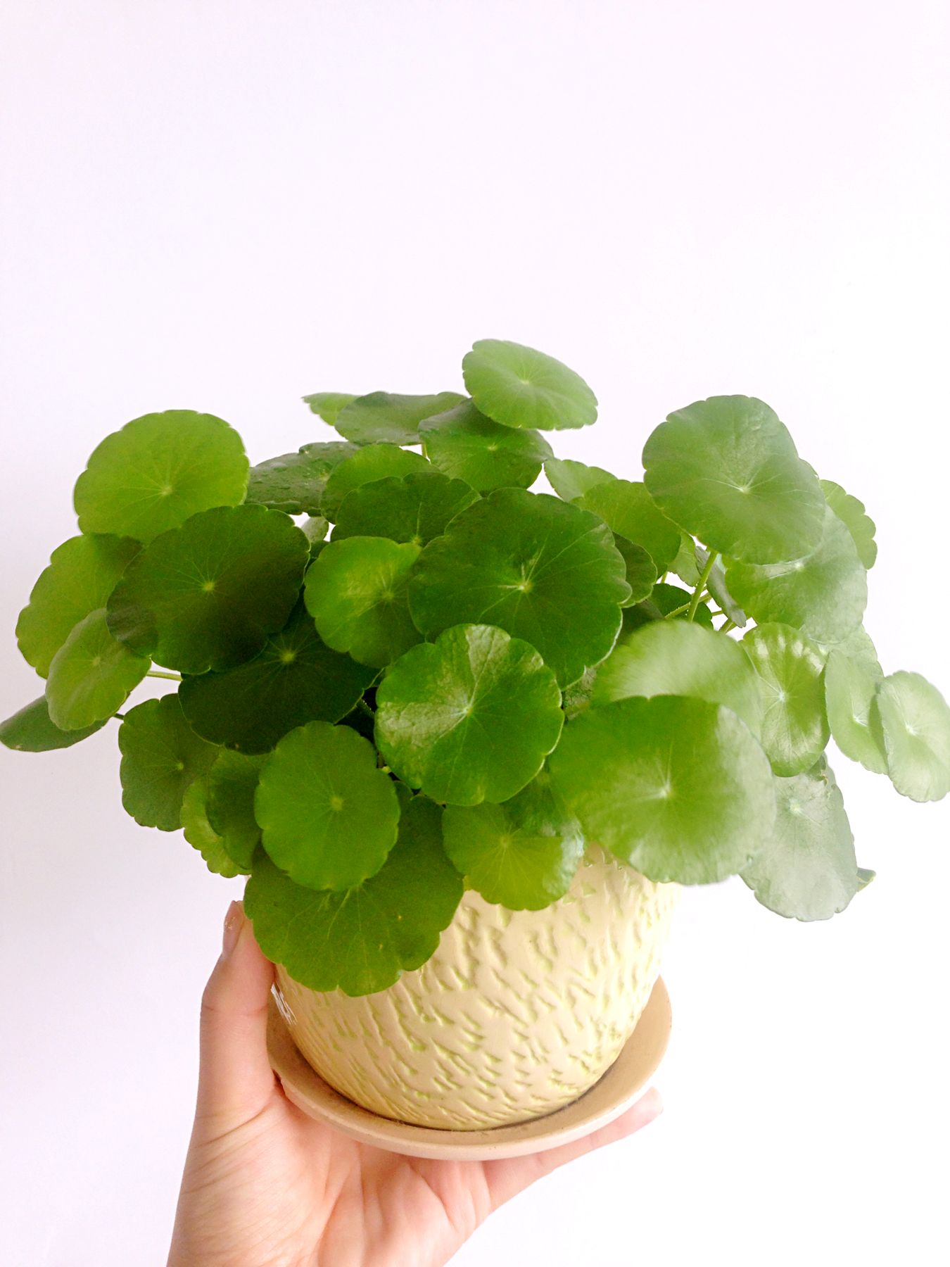 植物租賃將會(huì)對(duì)現(xiàn)代人產(chǎn)生哪些影響？