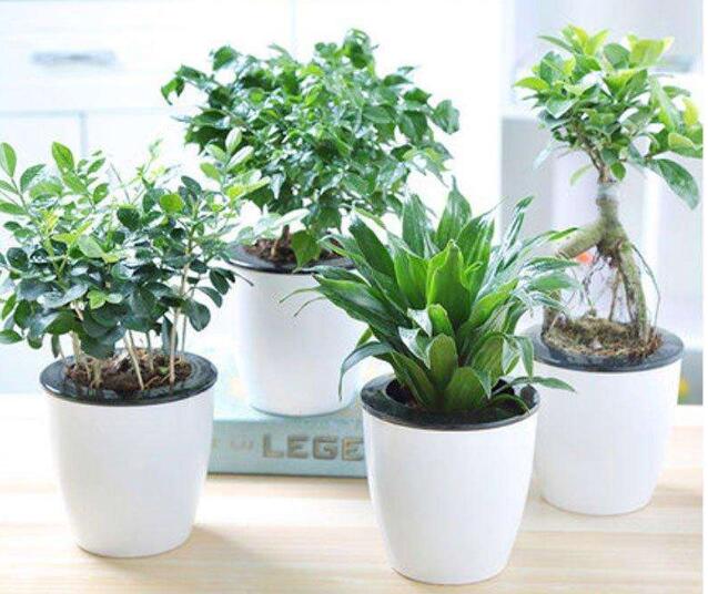 辦公室常用的綠化植物有哪些？
