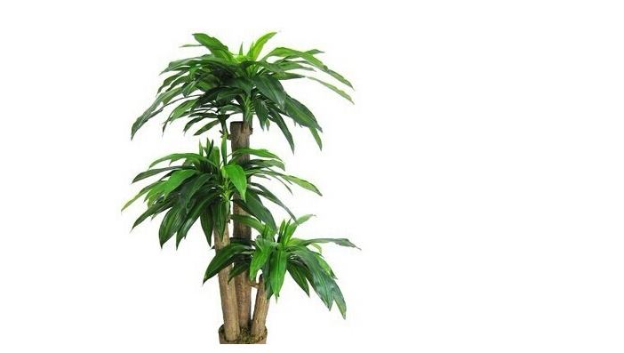 重慶植物出租有哪些優(yōu)勢？
