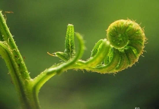 沒陽光也能輕松養(yǎng)好的蕨類植物