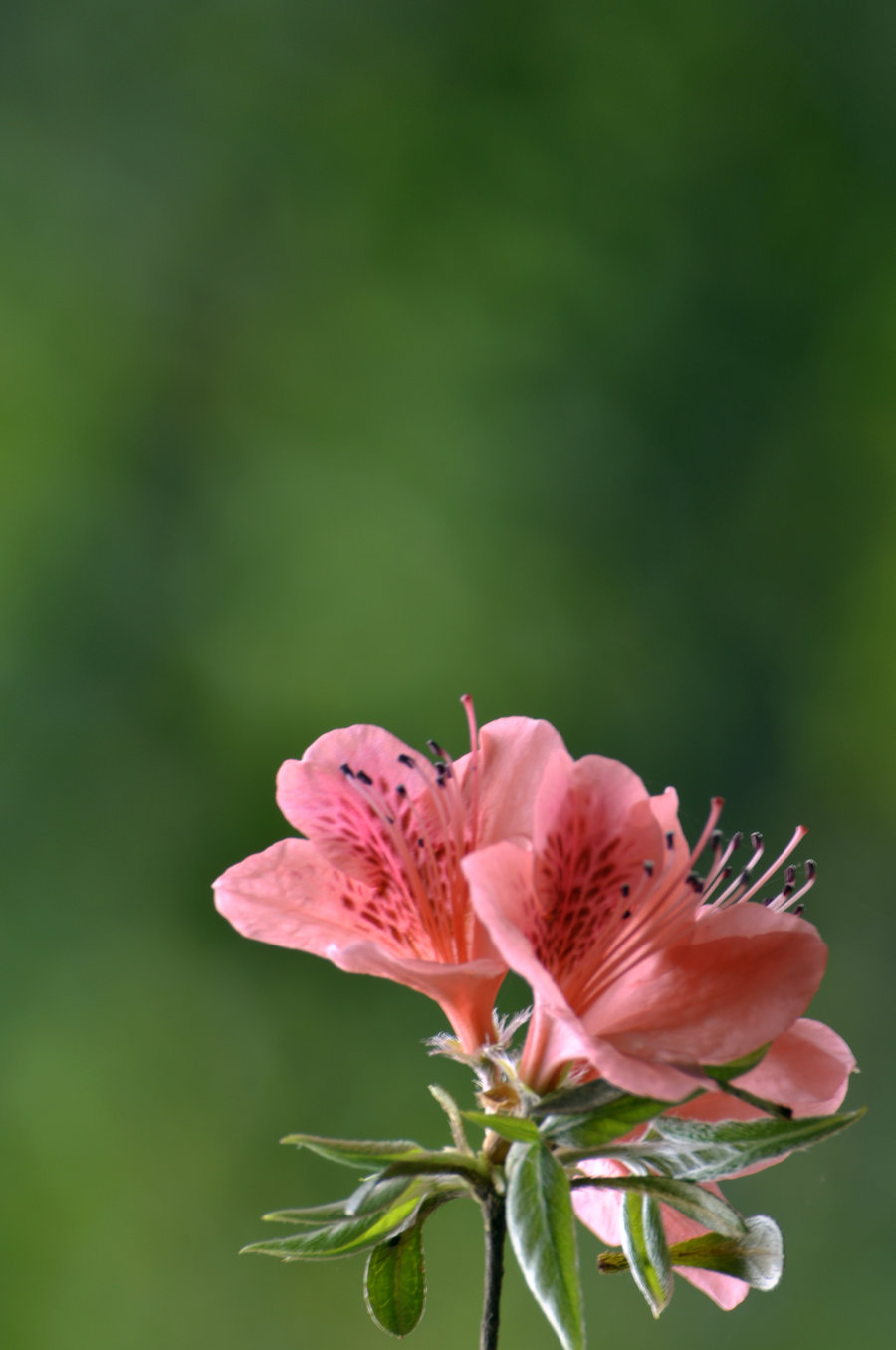 這些耐水淹易養(yǎng)活的盆栽，愛澆水的養(yǎng)準(zhǔn)沒錯！