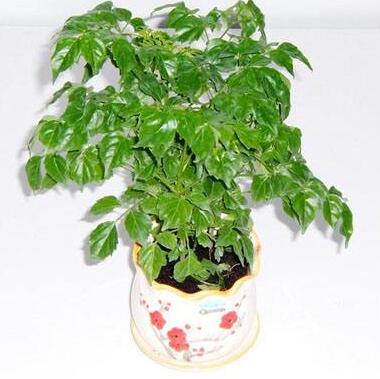為什么客戶愿意選擇藍(lán)怡園林租賃植物？