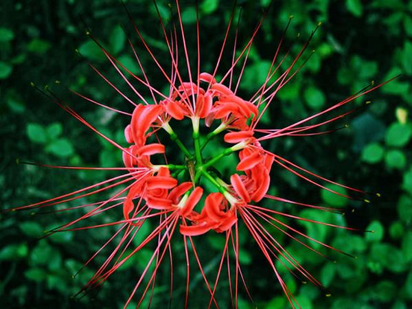 天氣冷了，鮮花應(yīng)該如何養(yǎng)護？