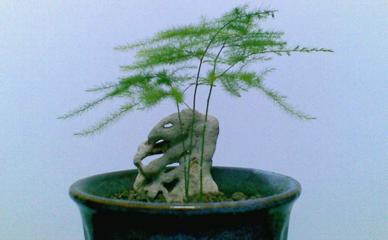 嫌花長得慢，試試養(yǎng)這些花！