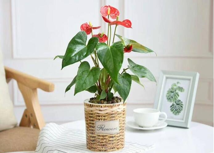 綠植租擺有哪些好處？
